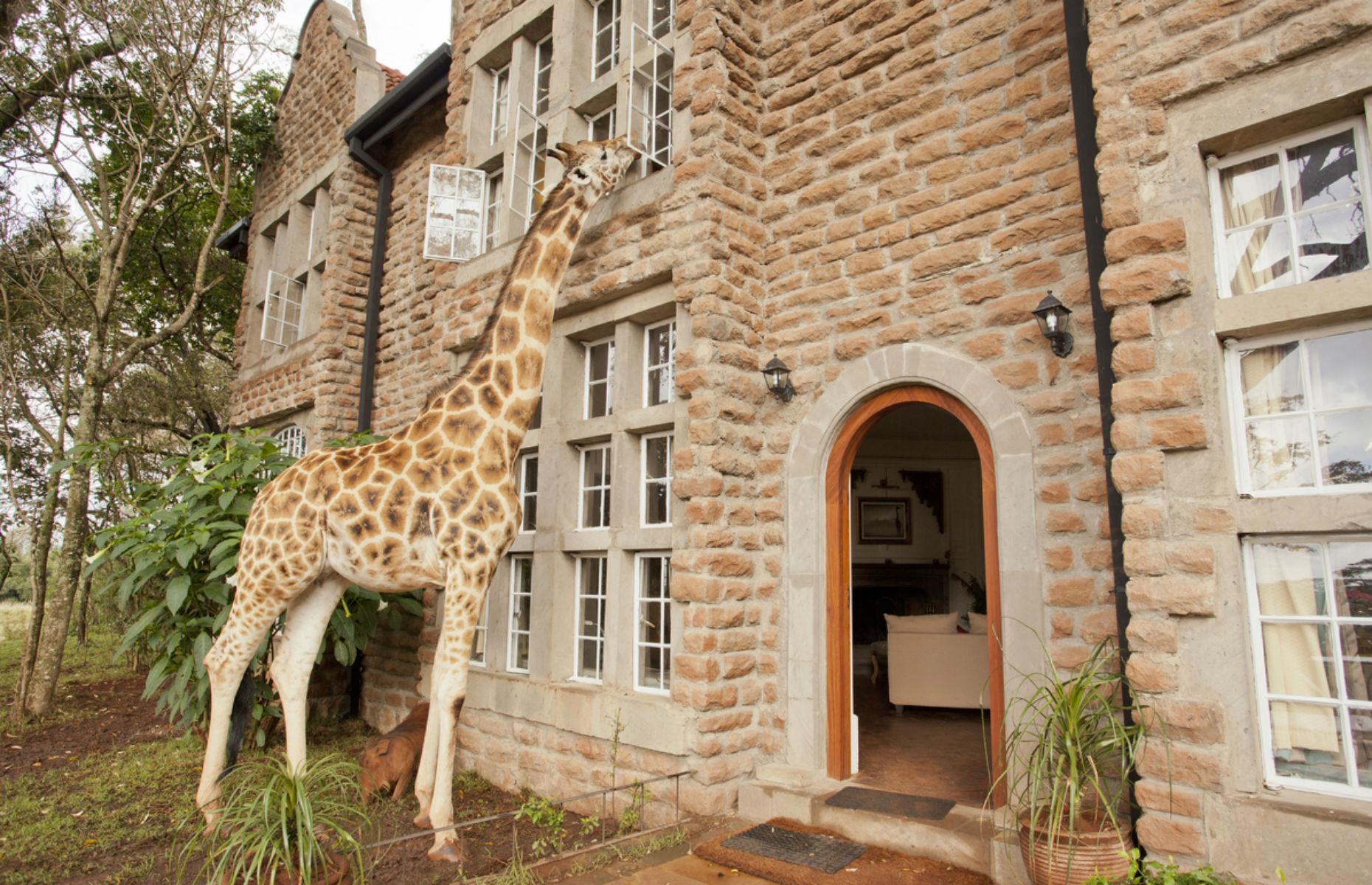 Giraffes in Kenya